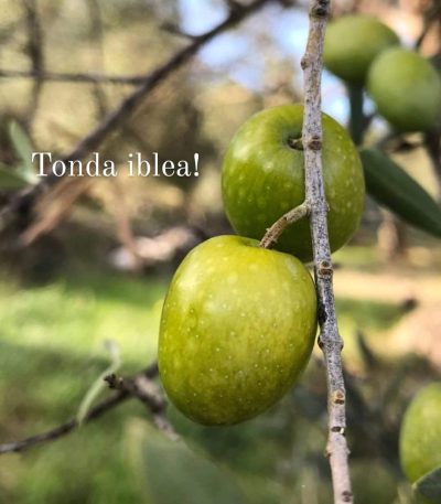 Tonda Iblea