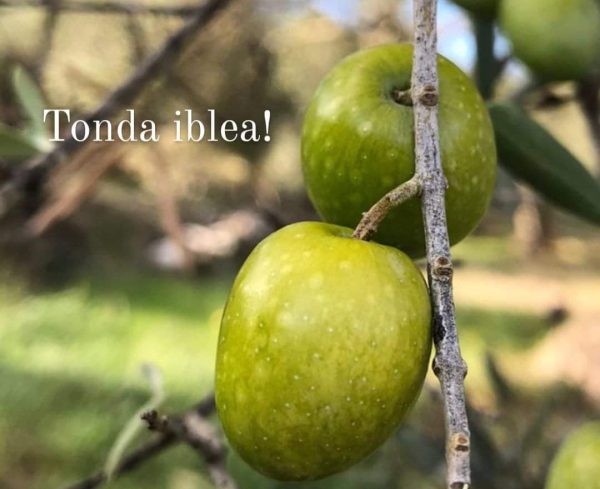 Tonda Iblea