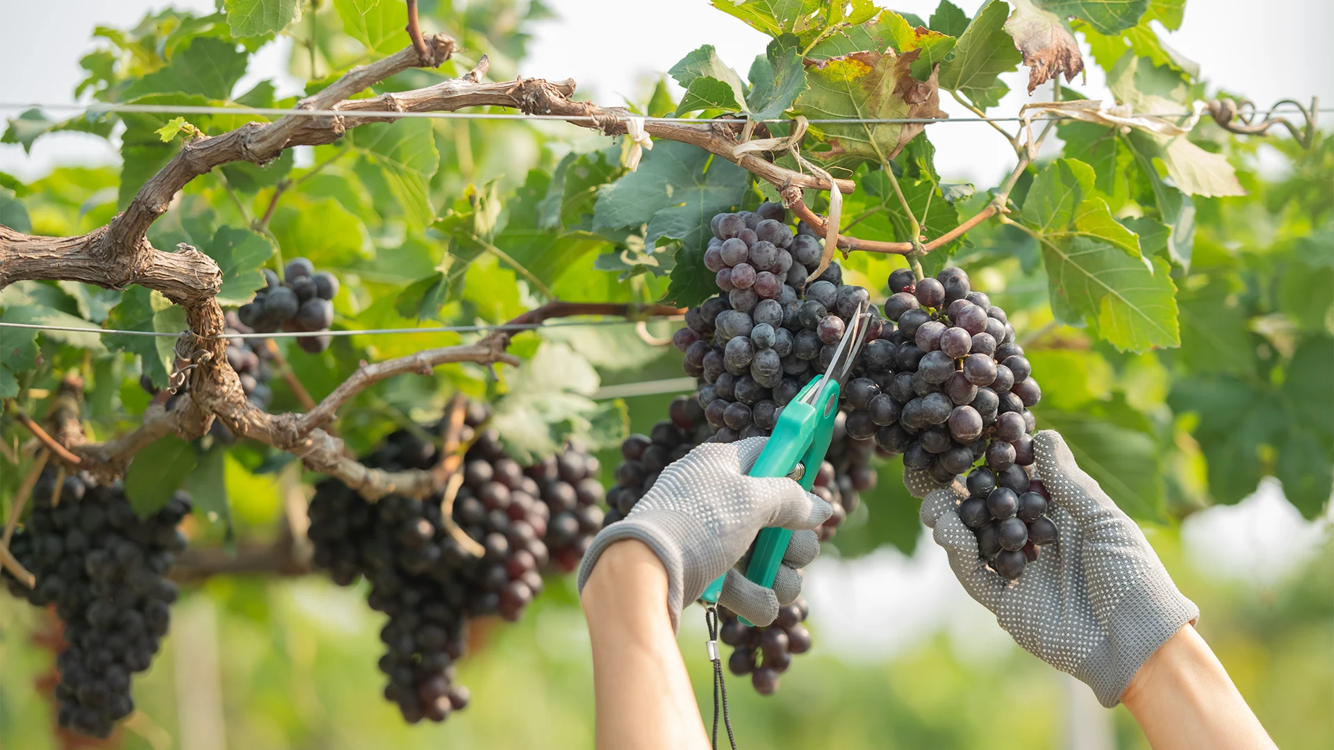 vendemmia Italia in Food prodotti tipici Italiani